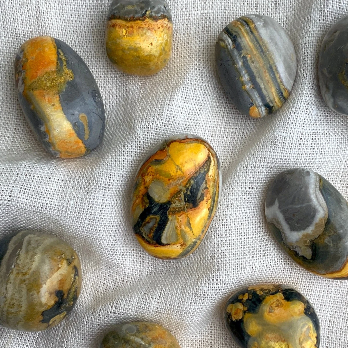 Bumblebee Jasper