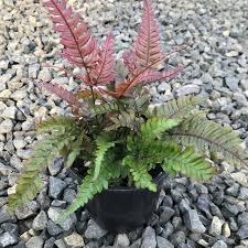 Fern