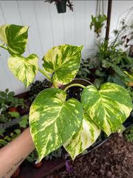 A hand holds a Pothos by The Healing Hedge Witch, featuring heart-shaped green and yellow variegated leaves. Thrives in medium bright indirect light with moderate watering. Other potted plants and a white wall are in the background. Not pet friendly.