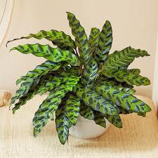 Calathea