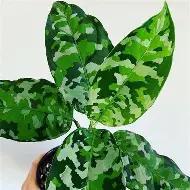 Aglaonema