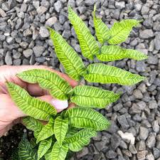 Fern