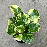 Peperomia