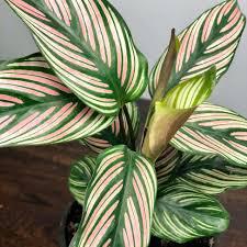 Calathea