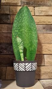 Sanseveria