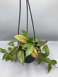 Hoya