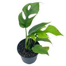 Monstera