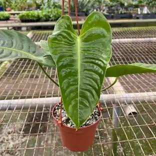 Anthurium