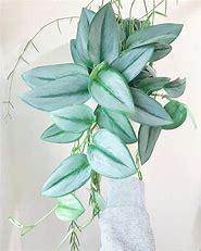 Scindapsus