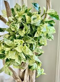 Epipremnum