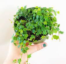 A hand with green-painted nails holds The Healing Hedge Witch’s String of Frogs, a small potted plant with trailing leaves—ideal for bright indirect light but not safe for pets—set against a white background.