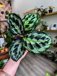 Calathea