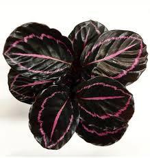 Calathea