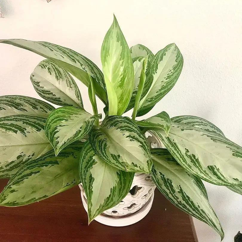Aglaonema Silver Bay