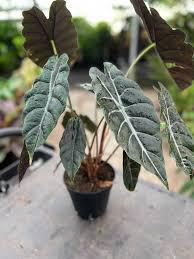 Alocasia