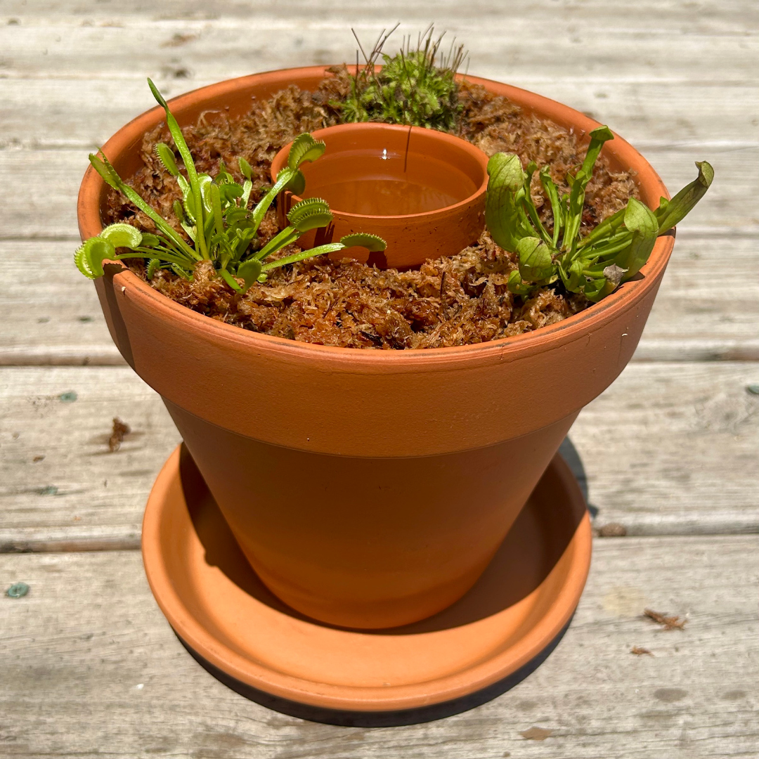 Carnivorous Plant Bog Garden Workshop