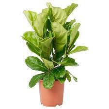 Ficus Lyrata - Fiddle Leaf Fig