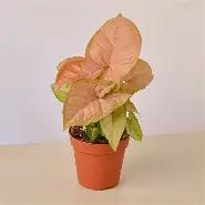 Syngonium