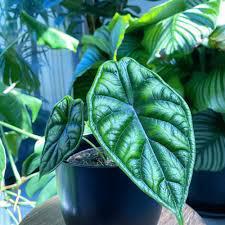Alocasia