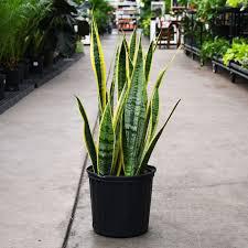 Sanseveria