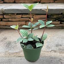 Peperomia