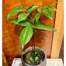 Castanospermum australe &quot;Lucky Bean&quot;