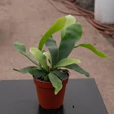 Fern