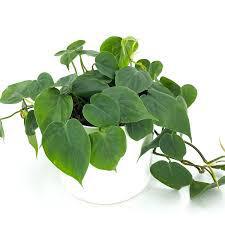 Philodendron sp. Cordatum