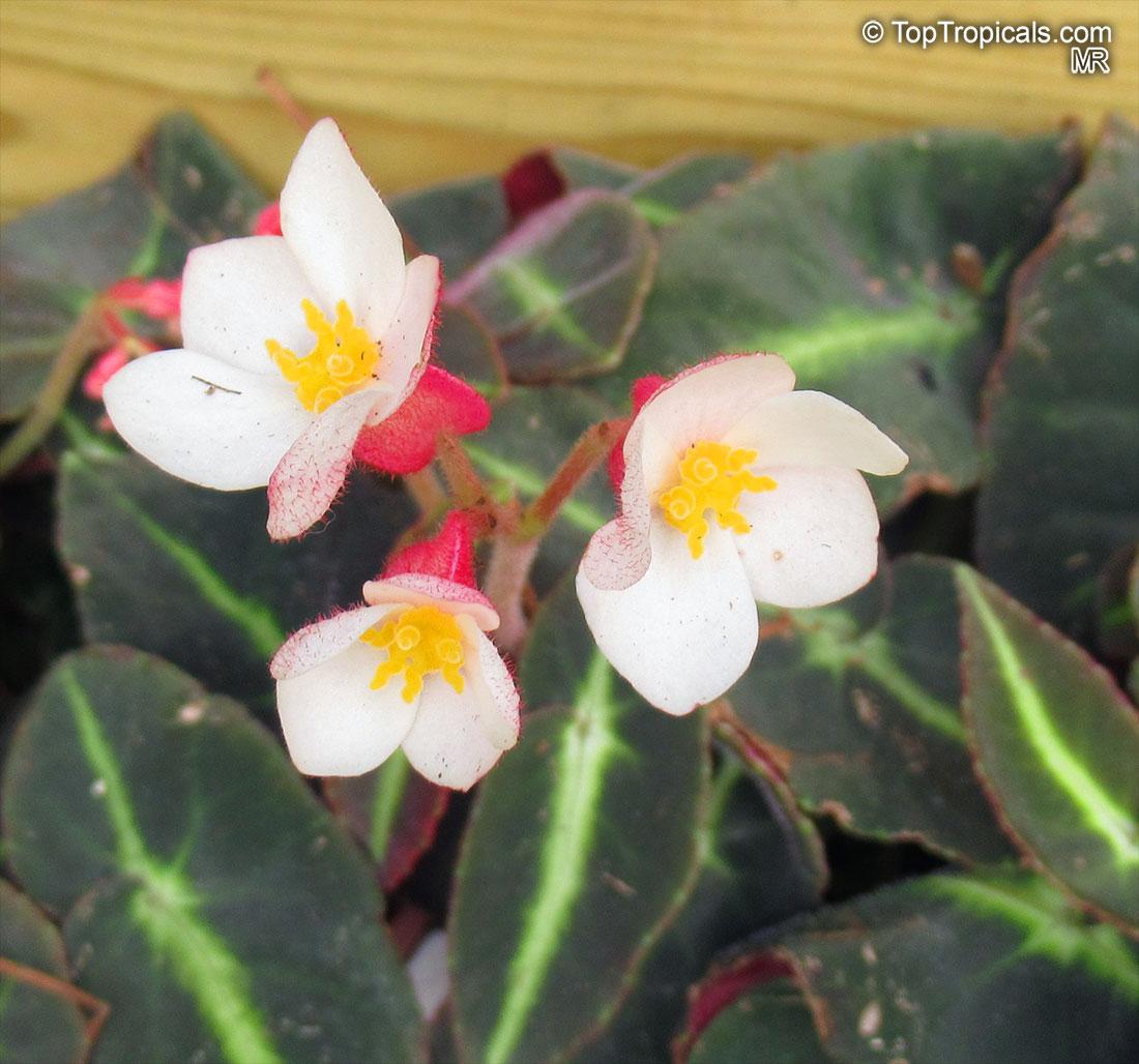 Begonia