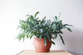 Fern