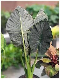 Alocasia