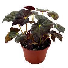 Begonia