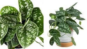 Scindapsus