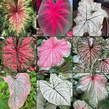 Caladium