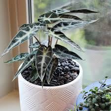 Alocasia