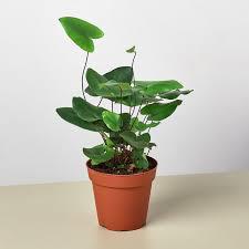 Fern