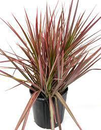 Dracaena
