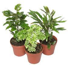 Pixie Plant Assorted