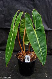 Philodendron