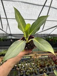 Aglaonema