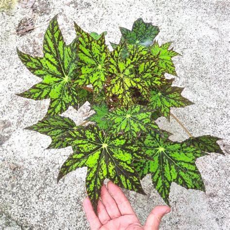 Begonia