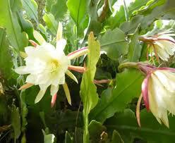 Epuphyllum Oxypetalum ' Night Blooming Cactus'