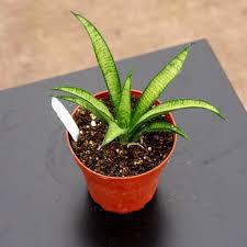 Sanseveria
