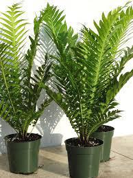 Fern