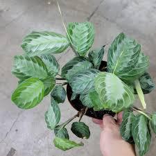 Maranta