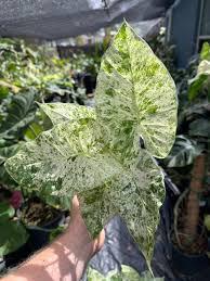 Alocasia