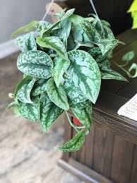 Scindapsus