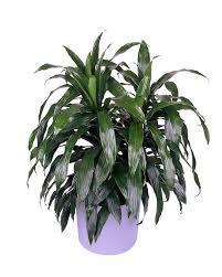 Dracaena