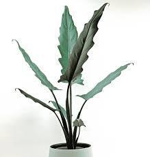 Alocasia