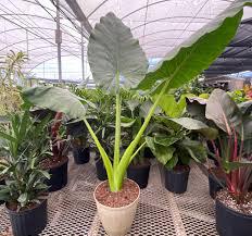 Alocasia